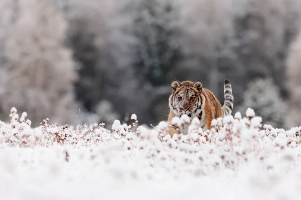 Animal Tiger Wild Nature — Fotografia de Stock