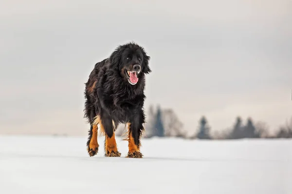 Dog Hovawart Gold Black — Zdjęcie stockowe