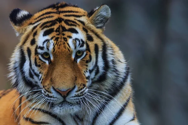 Animal Tiger Wild Nature — Stock Photo, Image