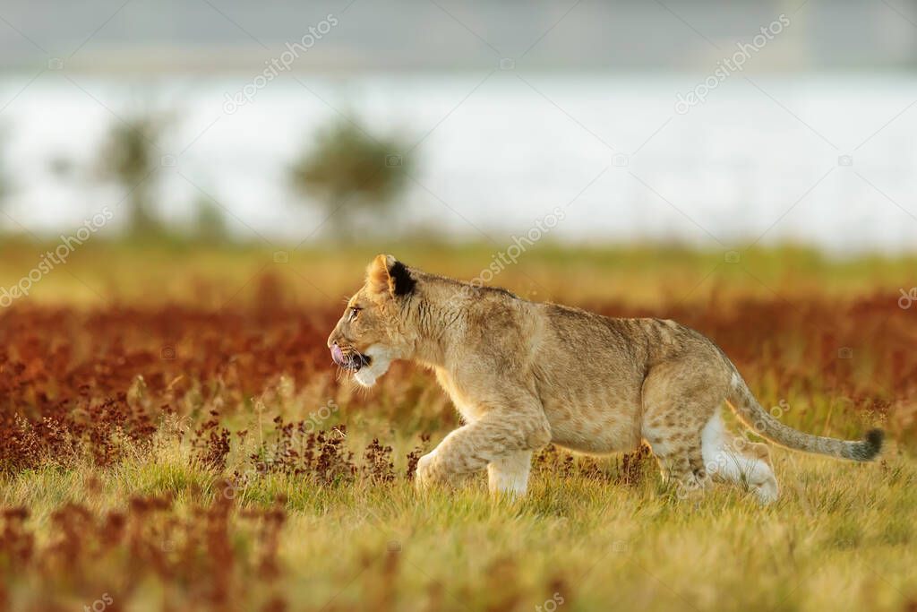 Lioness, Panthera leo, portrait  at daytime 