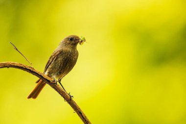 female black redstart (Phoenicurus ochruros)