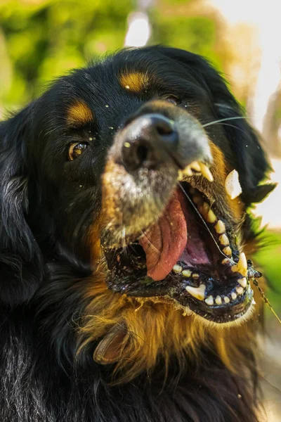 Dog Hovawart Gold Black Catches Treat Funny Way — Stock fotografie