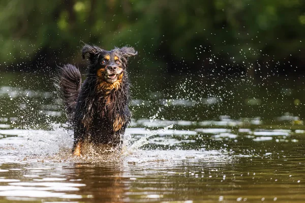 Dog Hovawart Gold Black Running Swiftly Water — Stockfoto