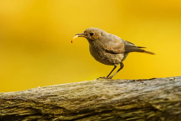 Female Black Redstart Phoenicurus Ochruros — Stockfoto