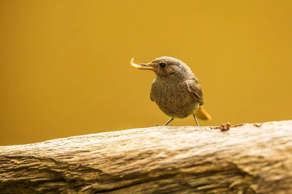 Female Black Redstart Phoenicurus Ochruros — Fotografia de Stock