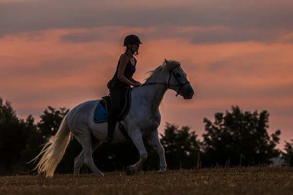 Beautiful Woman White Horse — Stock Photo, Image