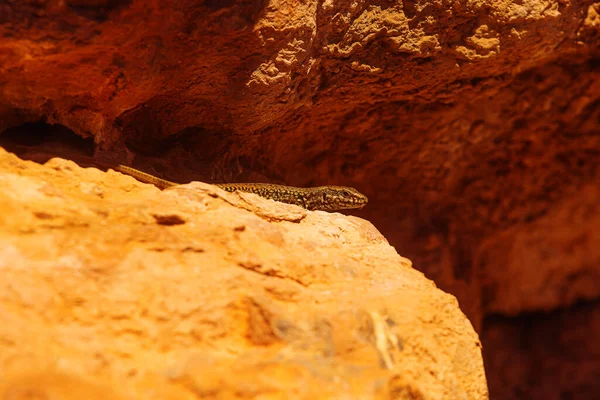 Podarcis Hispanicus Also Known Iberian Wall Lizard — Photo