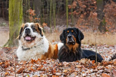  Köpekler parkta oynar. 