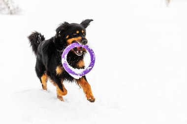 dog hovawart gold and black playing 