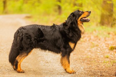 dog hovawart gold and black portrait
