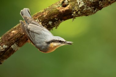 Closeup of small bird at daytime 