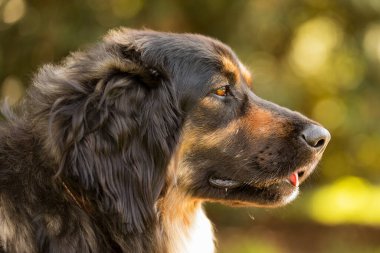 dog hovawart gold and black portrait