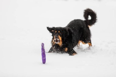 dog hovawart gold and black playing 