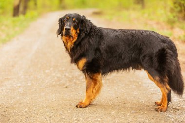dog hovawart gold and black portrait