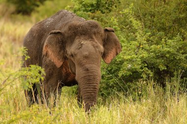 elephant walking on the lawn, fauna