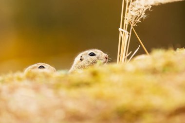 Avrupa zemin sincap, Spermophilus citellus