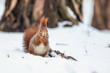 cute red squirrel (Sciurus vulgaris)