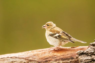 Doğadaki güzel kuşun manzarası