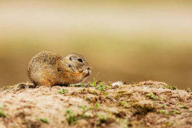 Küçük memeli, Avrupa yer sincabı (Spermophilus citellus) 