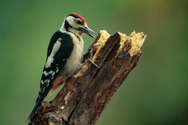 Büyük benekli ağaçkakan Dendrocopos Major dik bir gövdeden solucanları fethetti.