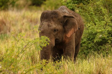 elephant walking on the lawn, fauna