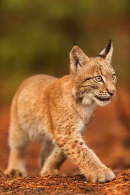 Eurasian lynx,  in  forest