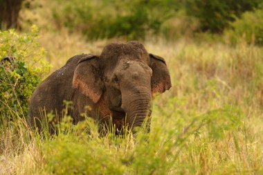 elephant walking on the lawn, fauna