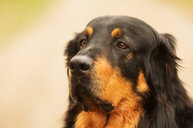 dog hovawart gold and black portrait