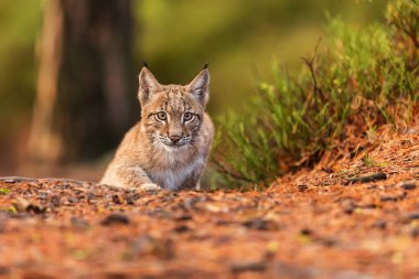 fauna, Eurasian lynx,  in  forest
