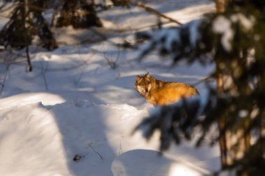 Avrasya kurt (Canis lupus lupus) 
