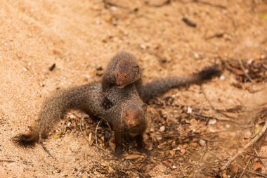 Vahşi doğada yaygın gri firavun faresi 