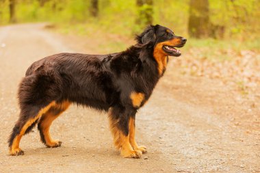 dog hovawart gold and black portrait