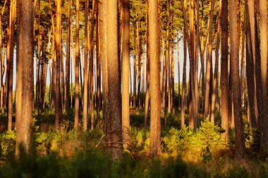 trees growing in the autumn in the forest