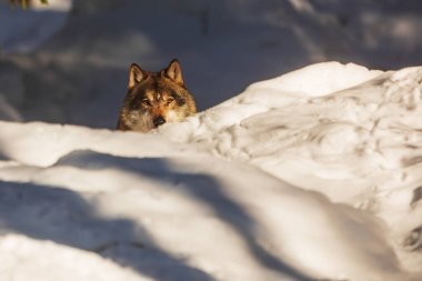 Avrasya kurt (Canis lupus lupus) 