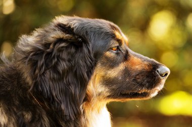 dog hovawart gold and black portrait