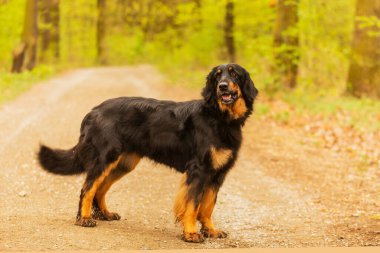 dog hovawart gold and black portrait