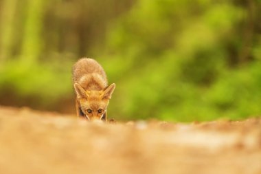 cube red fox (Vulpes vulpes) a curious young  animal