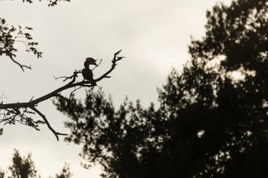 Closeup of small bird at daytime 