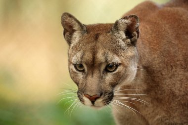 Cougar, Puma concolor, puma, dağ aslanı, panter veya katkı