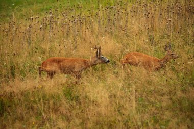 cute red deer (Cervus elaphus) 