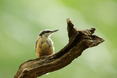Closeup of small bird sitting on tree 