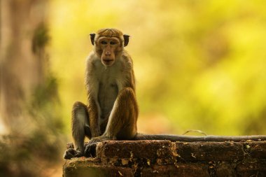 macaque (Macaca) in Sri Lanka