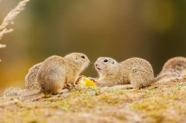 Avrupa zemin sincap, Spermophilus citellus