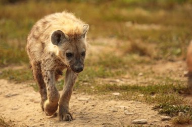 Ormanda kahverengi sırtlan