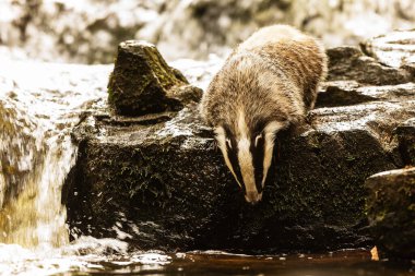 old European badger in wild