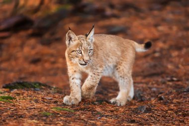fauna, lynx,  in  forest