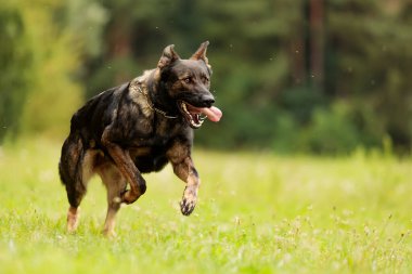 cute dog  portrait, animal
