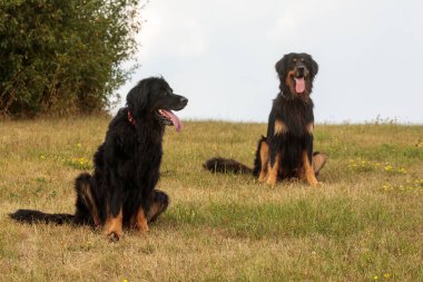 Köpekler parkta oynar. 