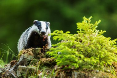 old European badger in wild