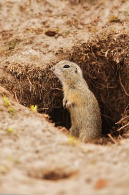 Küçük memeli, Avrupa yer sincabı (Spermophilus citellus) 